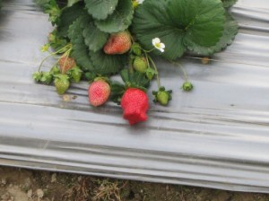 草莓園的草莓